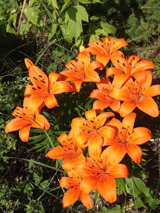 老虎百合 花朵 动物群 橙色的 自然