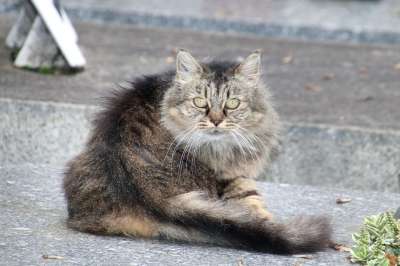 猫 安哥拉猫 灰色 老虎 猫科动物 动物 哺乳动物 眼睛 肖像