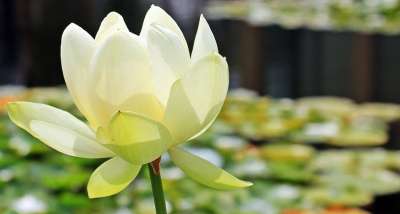 莲花 莲藕 荷花 独独黄 水生植物 开花 池塘 自然 盛开 花