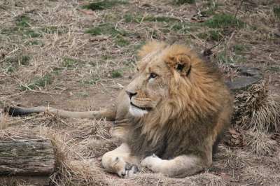 狮子 荒野 野生动物 猫 大 哺乳动物 猫科动物 食肉动物