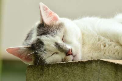 猫 猫脸 睡觉 Katzenkopf 累 白色的猫 家畜 家猫