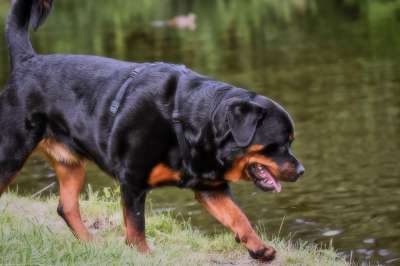 罗威纳犬 纯种狗 动物 狗 平静的 家畜 水域 洗澡 野生动物