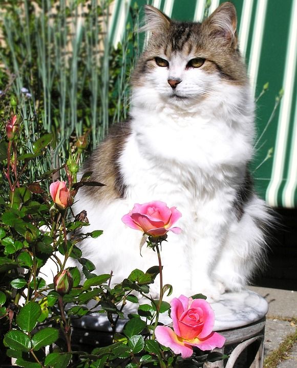 猫 猫科动物 动物 宠物 蓬松的 玫瑰 花园 自然
