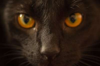 猫 看着 黄色 猫科动物 宠物 肖像 毛皮 黑色的 基蒂
