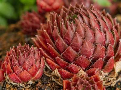 红色的 网热斯克 岩石 多汁的 花园 特写 玫瑰 植物群 自然