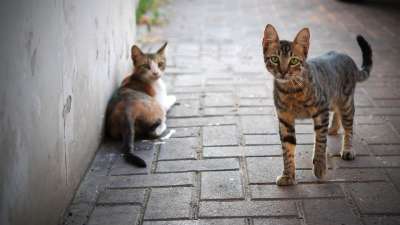 猫 可爱的 动物 小猫 宠物 肖像 哺乳动物 凝视 看 在看