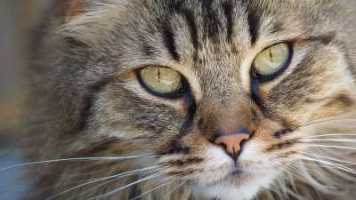 猫 肖像 小猫 可爱的 动物 猫科动物 蓬松的 宠物 猫的眼睛