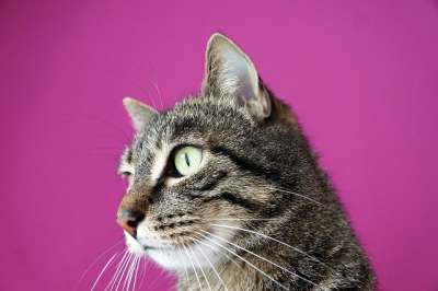 猫 宿醉 动物 猫眼 自豪地 小猫 灰色的 鲭鱼 动物肖像