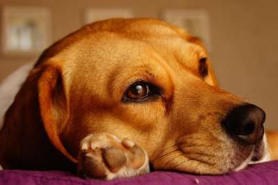 狗 比格犬 看 爪子 颜色 动物 头 比格犬 比格犬 比格犬
