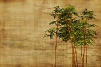 竹子 文具 壁纸 背景 树叶 科 分支 散景 纸 垃圾摇滚