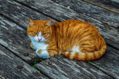 猫 动物 迷路 肖像 户外 坐着 可爱的 小猫