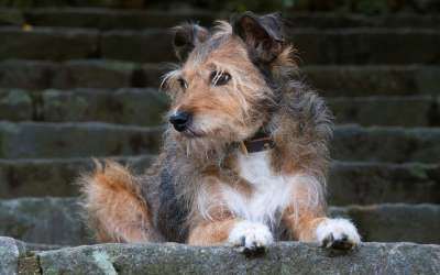 沃伦猎犬 波登科 狗 宠物 楼梯 犬类 动物 波登戈