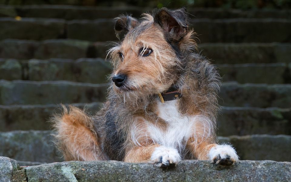 沃伦猎犬, 波登科, 狗, 宠物, 楼梯, 犬类, 动物, 波登戈