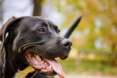 狗 比特犬 特写 索尼 脸 斗牛 冷静的 哺乳动物 落下 树叶