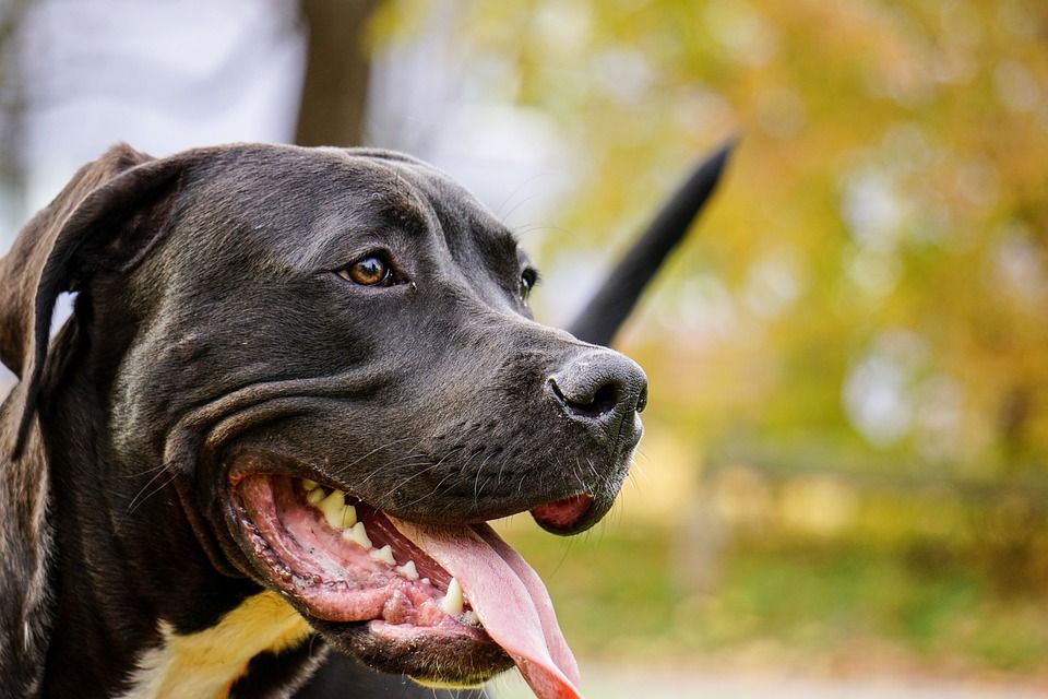 狗, 比特犬, 特写, , 脸, 斗牛, 冷静的, 哺乳动物, 落下, 树叶