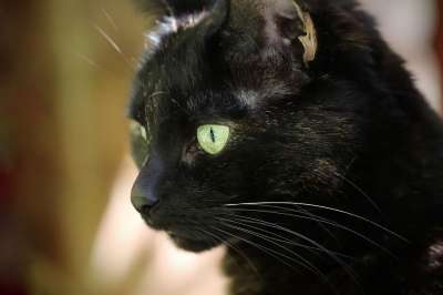 猫 宿醉 家猫 玳瑁 猫眼 猫脸 鼻子 家畜 肖像