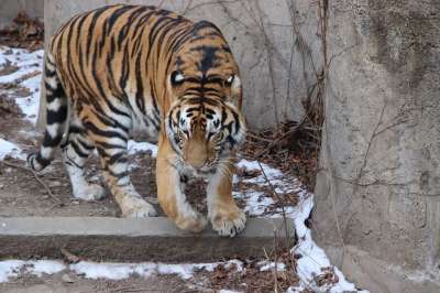动物 老虎 哺乳动物 物种 动物群 猫科动物 动物园 大猫
