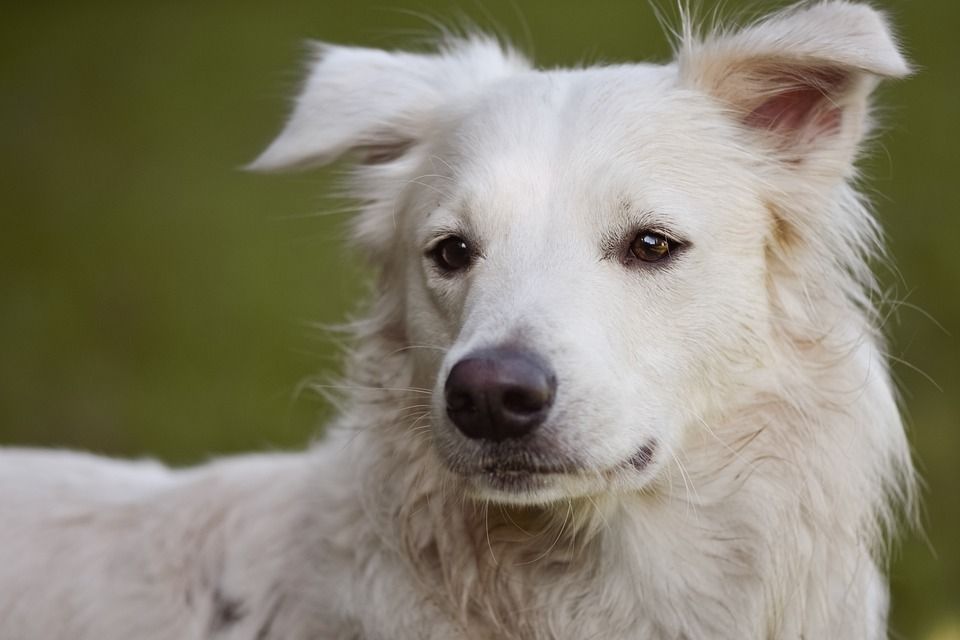狗, 宠物, 动物, 国内的, 犬类, 哺乳动物, 特写