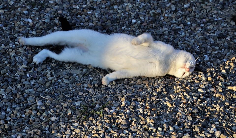 猫, 白色的, 谎言, 懒惰, 石头, 雄猫, 喜, 睡眠, 令人钦佩的