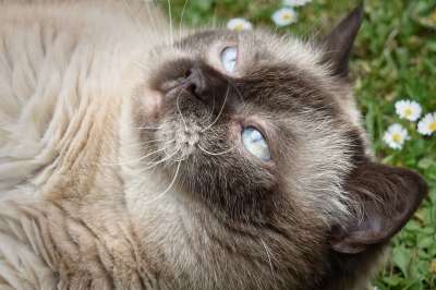 英国短毛猫 猫 家畜 英国 短发 家猫 纯种 野生动物 品种猫