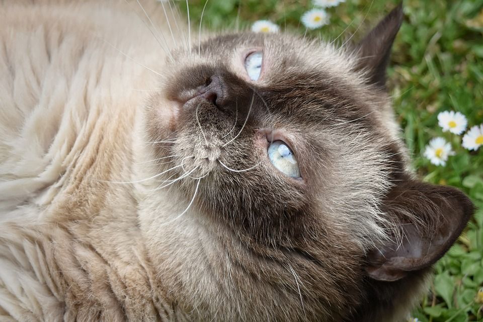 英国短毛猫, 猫, 家畜, 英国, 短发, 家猫, 纯种, 野生动物, 品种猫