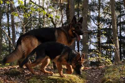 德国牧羊犬 森林 狗