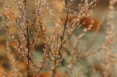 森林 叶子 自然 灌木 植物群 秋天 春天 荒野 森林 秋天