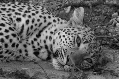 豹 黑和白 野生猫 大5 灰猫