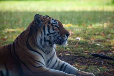 东北虎 老虎 捕食者 猎人 自然 动物 野生动物 危险的 条纹