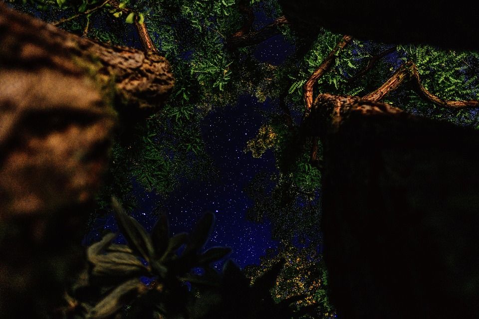 树, 夜晚, 星星, 天堂, 星空, 宇宙