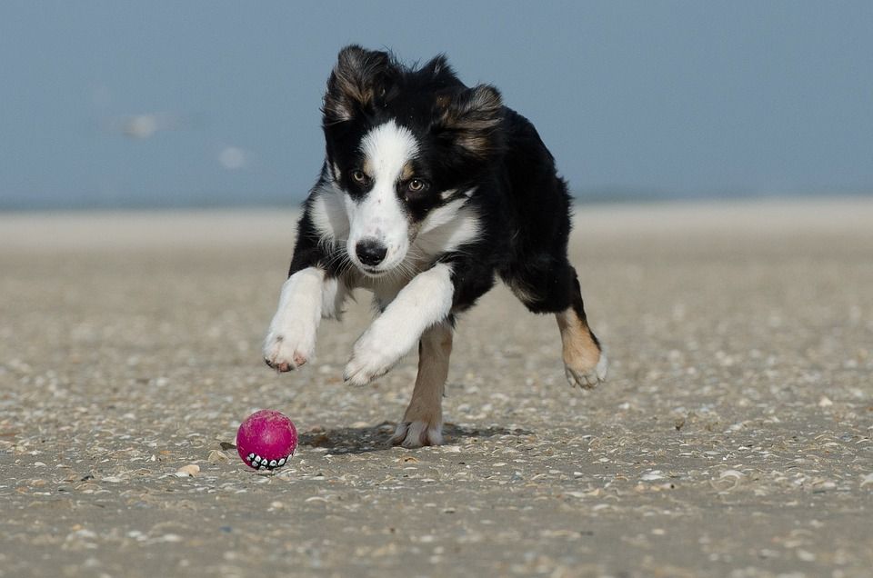 边境牧羊犬, 球, 走狗, 打球, 海滩, 狗, 英国牧羊犬, 球瘾君子, 游戏