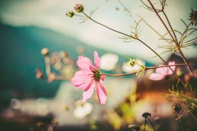 秋天的心情 秋花 海葵 花 粉色 花园