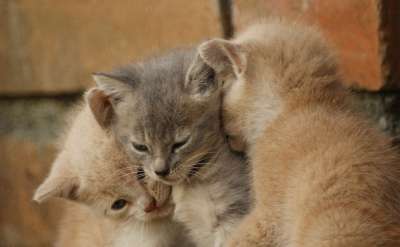 动物 猫科动物 猫 国内 宠物 小狗