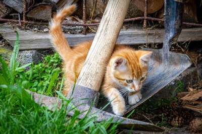 猫 年轻 玩 发现 家畜 小猫 可爱的 俏皮的 家猫 小的