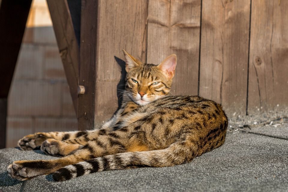 孟加拉, 宿醉, 猫, 眼睛, 鲭鱼, 猫眼, 野猫, 可爱的, 老虎