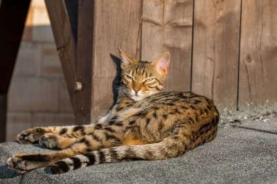 孟加拉 宿醉 猫 眼睛 鲭鱼 猫眼 野猫 可爱的 老虎