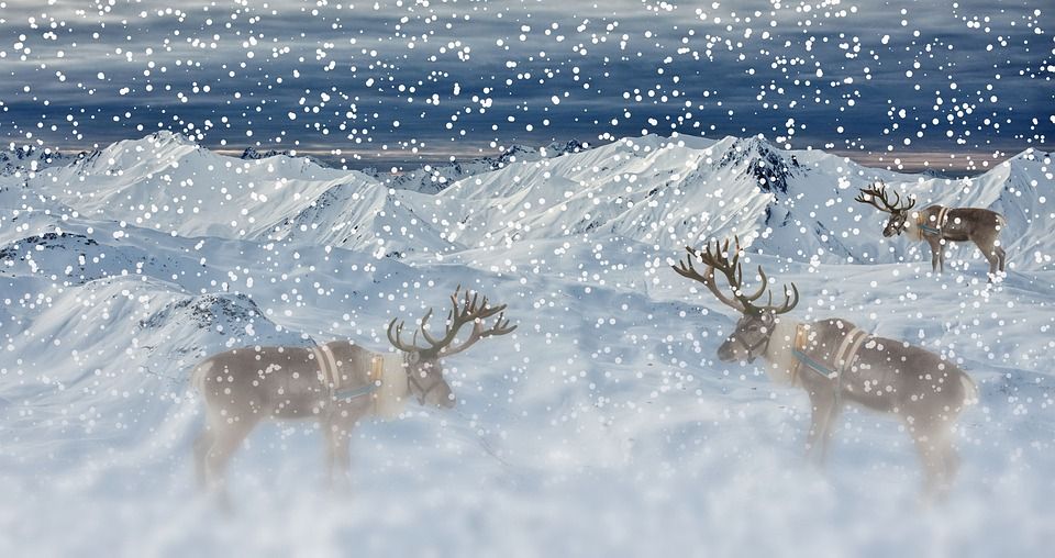 雪, 驯鹿, 冬天, 山, 降雪, 霜, 寒冷的, Winterscape