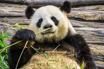 熊猫 大熊猫 动物 动物园 竹子 自然 草食动物 黑和白 中国