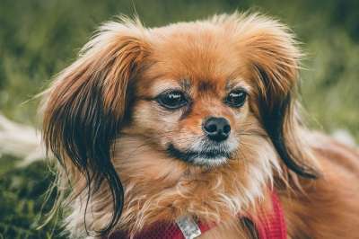 狗 动物 犬类 宠物 户外 国内动物 哺乳动物