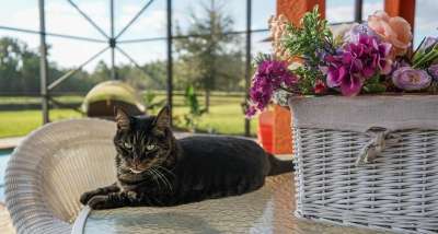 猫 老虎 条纹 绿眼睛 动物 自然 户外 肖像 花朵 宠物