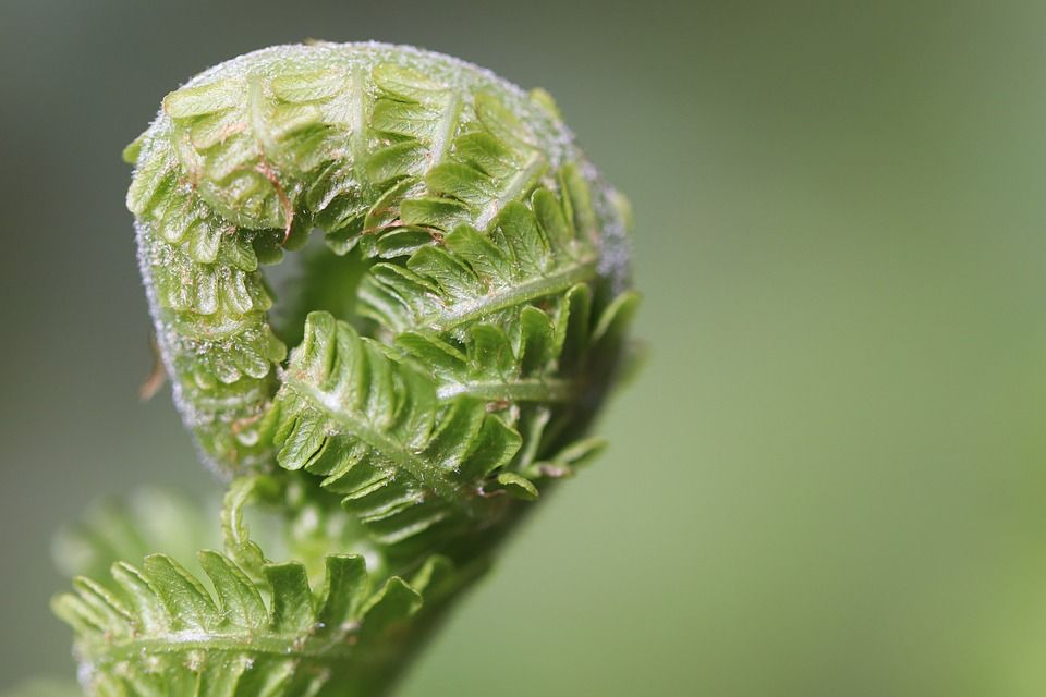 蕨类, 蕨叶, 展开, 蕨尖, 披, 绿色, 生长, 自然, 宏, 植物