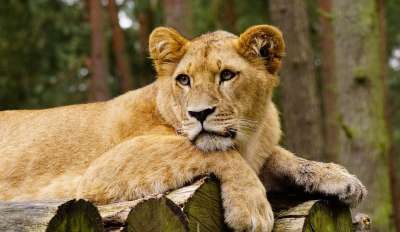 狮子 猫 捕食者 食肉动物 苹果浏览器 动物园 女性 荒野 木头