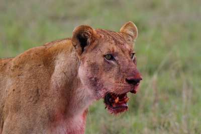 狮子 捕食者 兽 血腥 食肉动物 母狮 野生猫 大猫 猫科动物