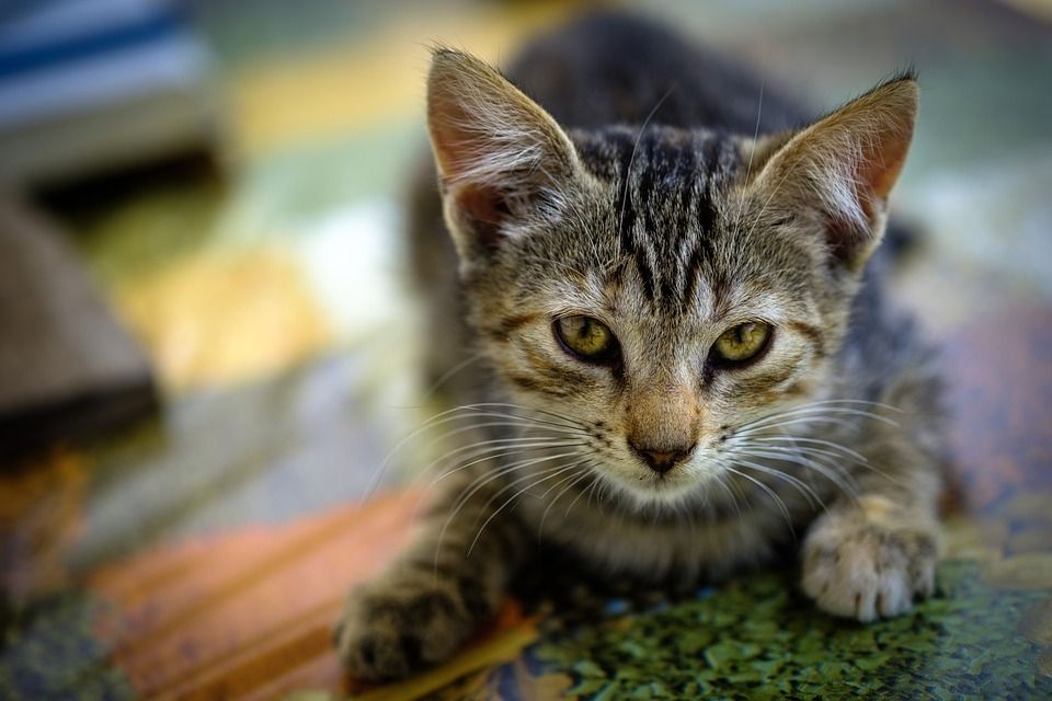 小猫, 眼睛, 猫科动物, 动物, 猫, 肖像, 皮毛, 头, 俏皮, 点心