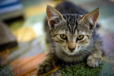 小猫 眼睛 猫科动物 动物 猫 肖像 皮毛 头 俏皮 点心