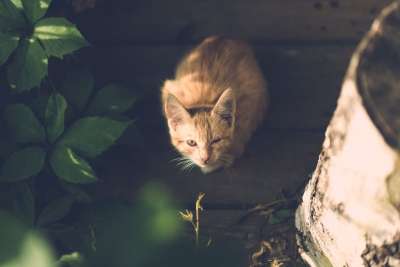 猫 眼睛 受伤 一只眼睛 村庄 疾病 优质的 木制的 户外的