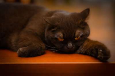 猫 家畜 动物 毛皮 小猫 家猫 猫肖像 野生动物 可爱的
