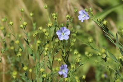 野生亚麻 孤独的 细叶亚麻 花 亚麻蜜蜂 开花 草地 植物 自然