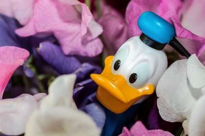 唐老鸭 迪士尼角色 甜豌豆 花朵 卡通人物 Pez 饮水机 微笑