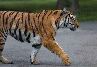 老虎 捕食者 猎人 自然 动物 野生动物 危险的 条纹 兽